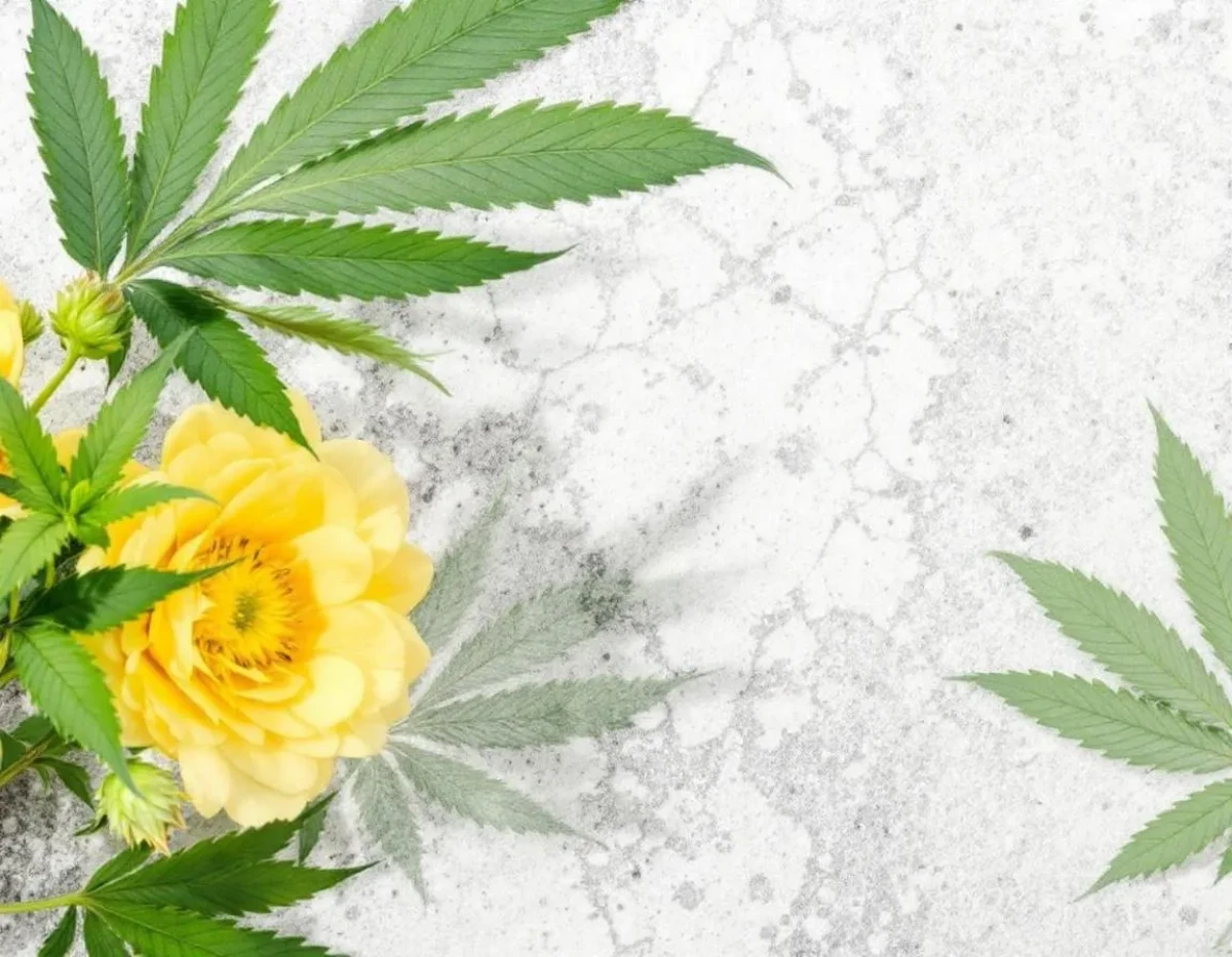 Fleurs de CBD : Cadre juridique et obligations pour les vendeurs itinérants